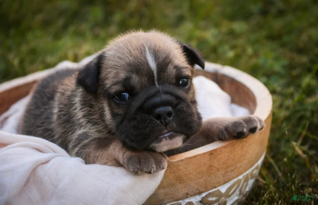 English Bulldog dogs for sale: Winnie English Bulldog  - Ad 2