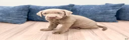 Labrador Retriever dogs for sale: Bo - Ad 3
