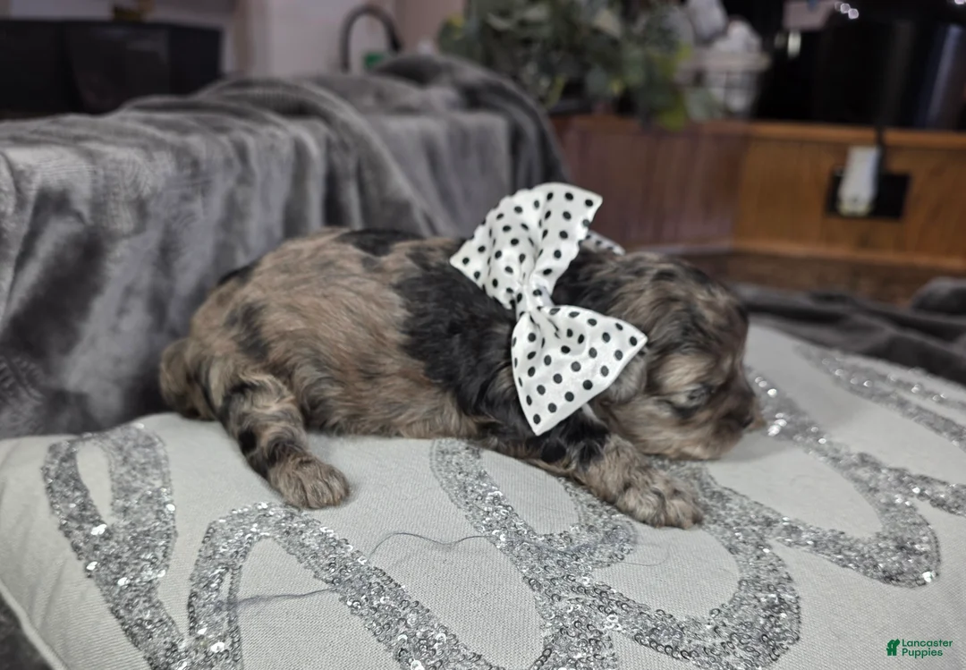 Shihpoo dogs for sale: Shihpoo Puppy 1 - Ad 2