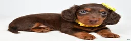Miniature Dachshund dogs for sale: Cody - Ad 1