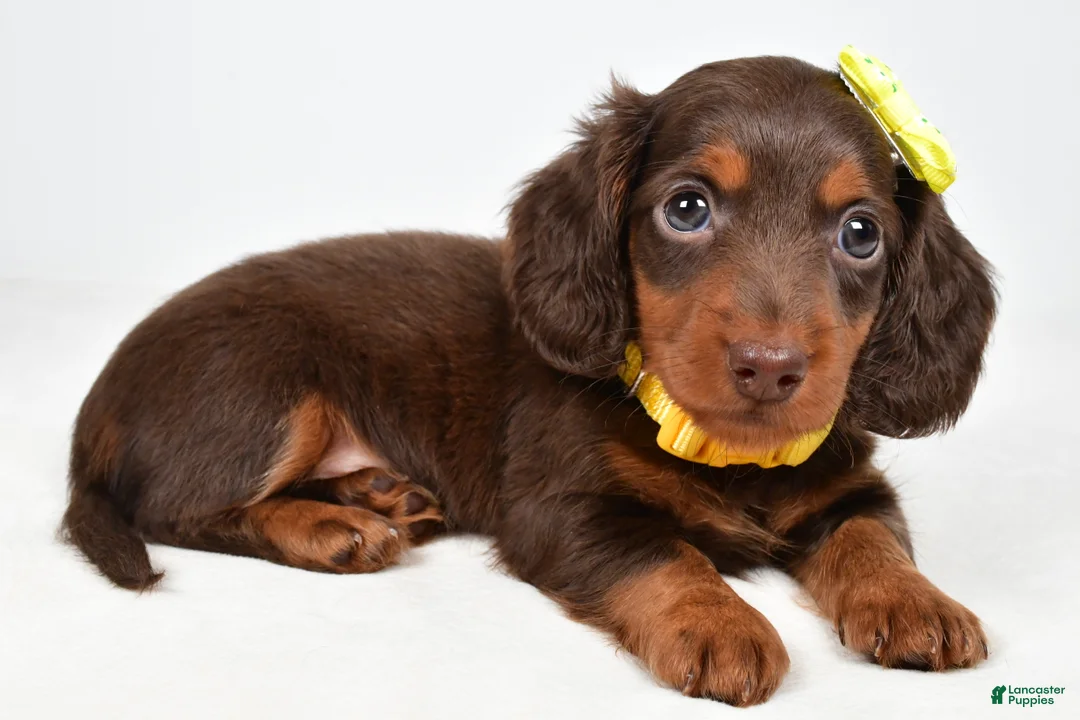 Miniature Dachshund dogs for sale: Cody - Ad 1