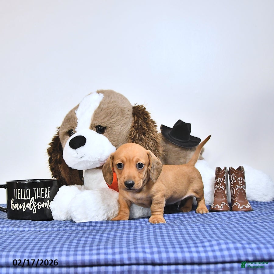 Miniature Dachshund dogs Sparky - Ad 2