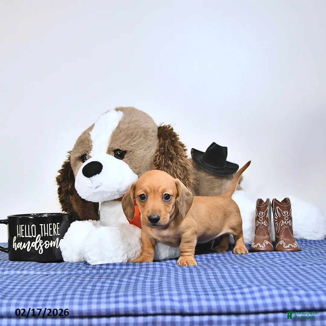 Miniature Dachshund dogs for sale: Sparky - Ad 2