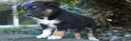 Mini Aussiedoodle dogs for sale: Langston🐾 - Ad 15