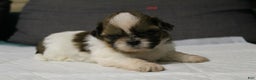 Shih Tzu dogs for sale: Link - Ad 14