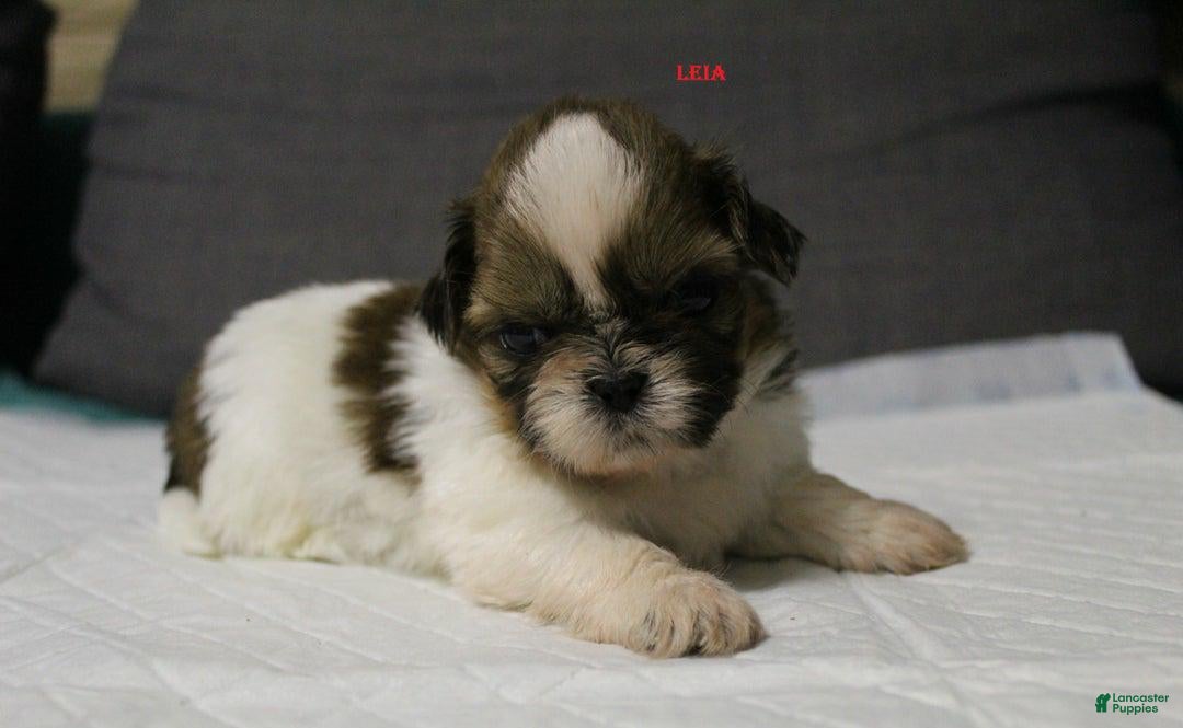 Shih Tzu dogs for sale: Link - Ad 14