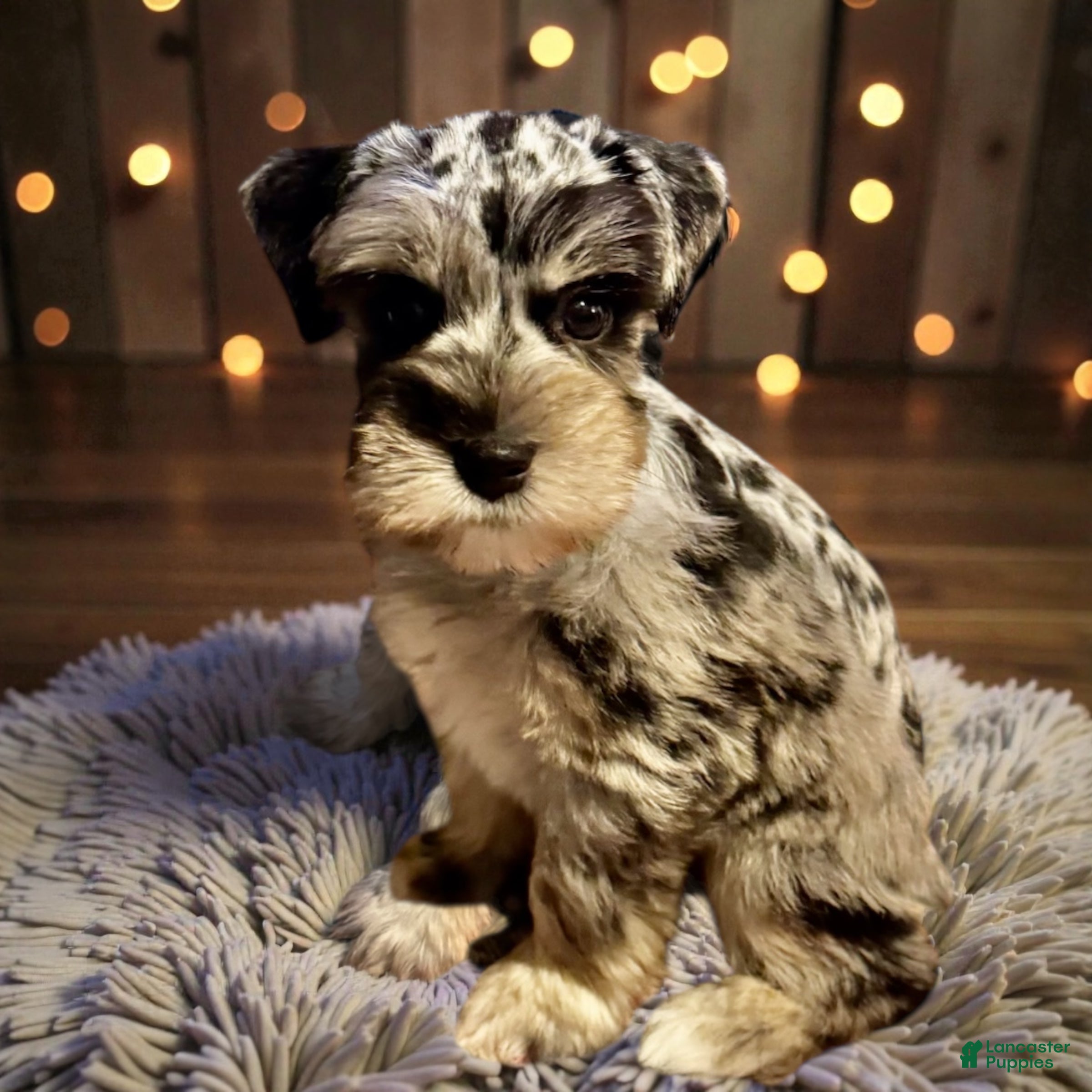 Miniature Schnauzer dogs Turk - Ad 3