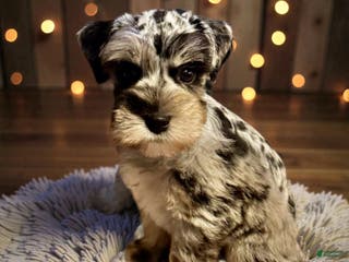Miniature Schnauzer dogs Turk - Ad 33