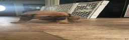 English Mastiff dogs for sale: English Mastiff 6 - Ad 9