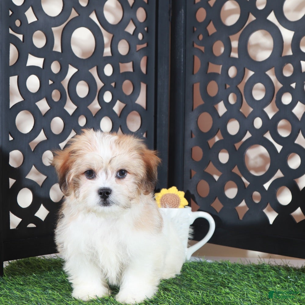 Teddy Bear dogs Nico Handsome Male Teddy Bear Puppy - Ad 1