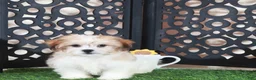 Teddy Bear dogs for sale: Nico Handsome Male Teddy Bear Puppy - Ad 1