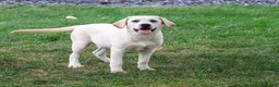 Labrador Retriever dogs for sale: Whitney - Ad 3