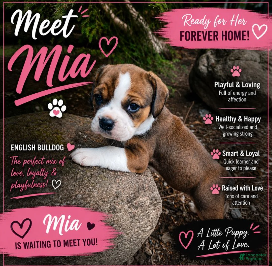 English Bulldog dogs for sale: Mia - Ad 1