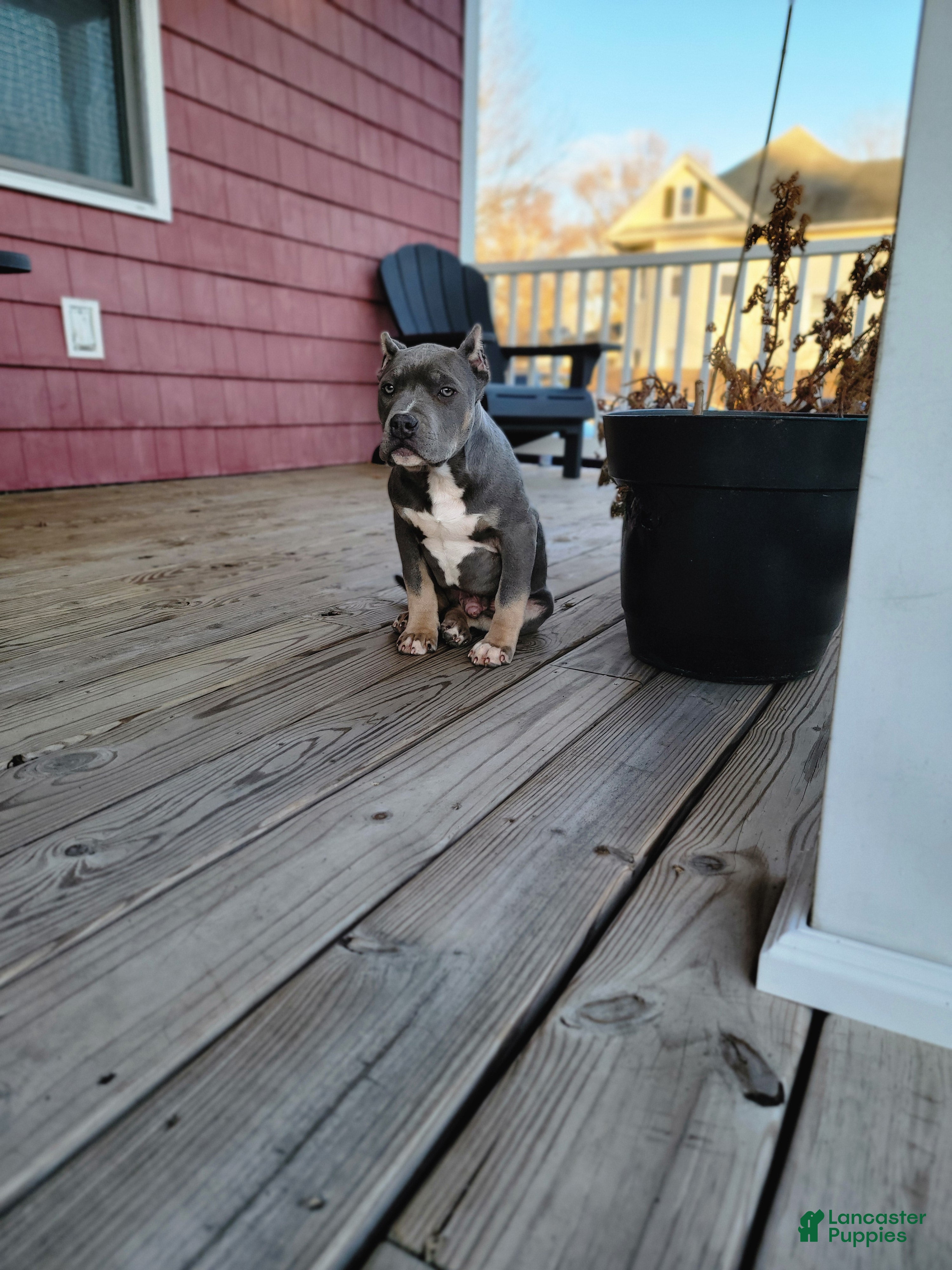 American Bully dogs American Bully Puppy 1 - Ad 31