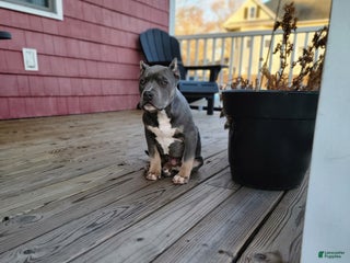 American Bully dogs American Bully Puppy 1 - Ad 31