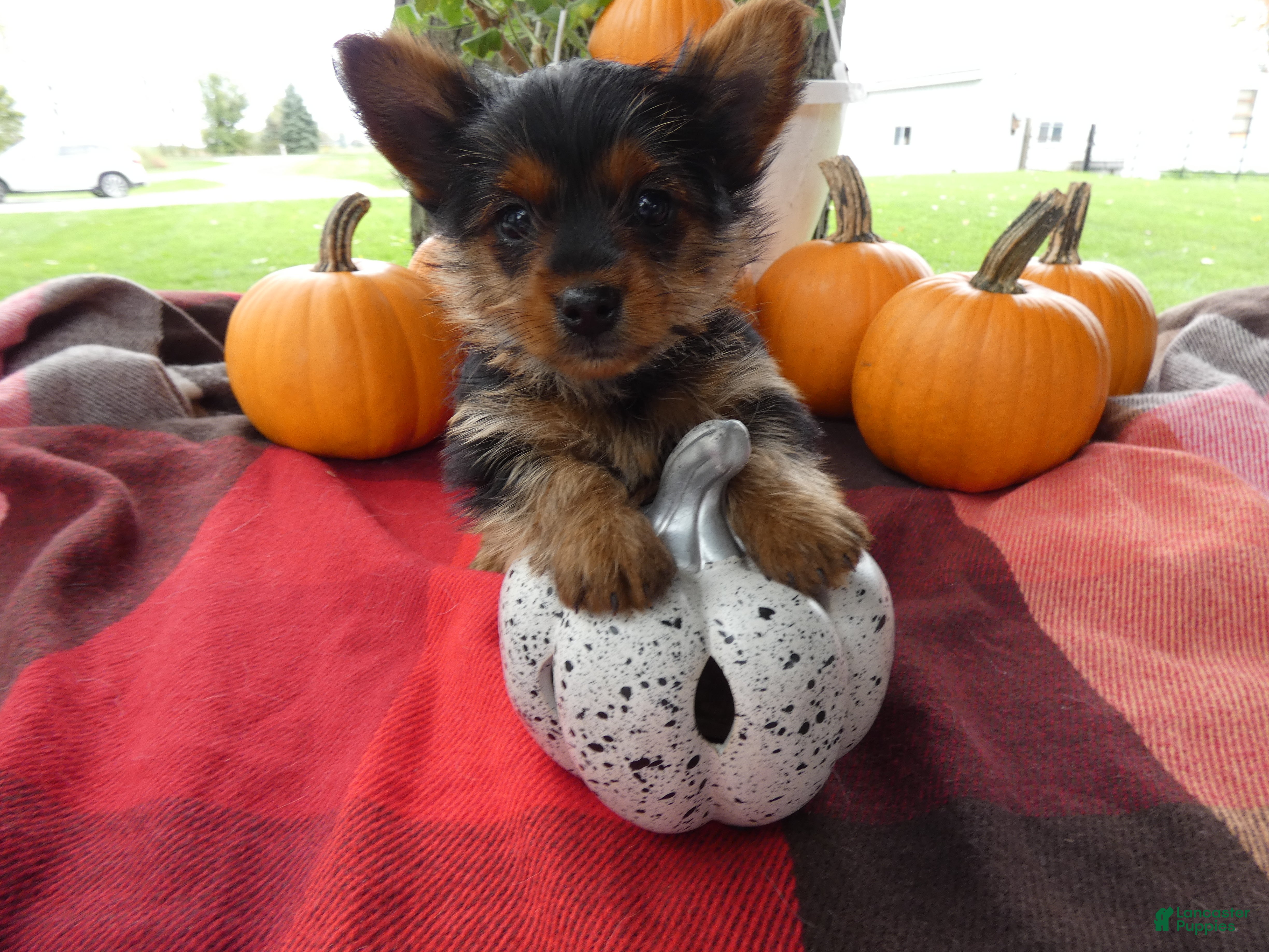 Yorkshire Terrier dogs for sale: Yorkshire Terrier 2 Monroe - Ad 1