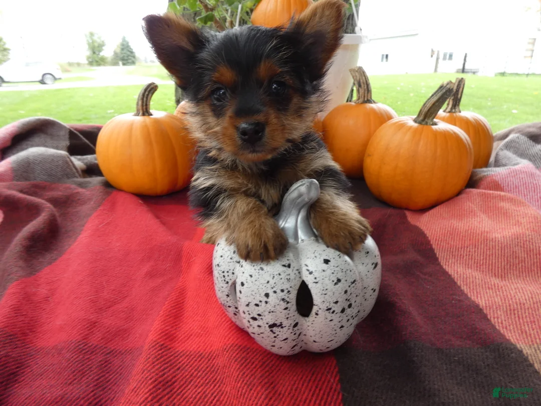 Yorkshire Terrier dogs for sale: Yorkshire Terrier 2 Monroe - Ad 1