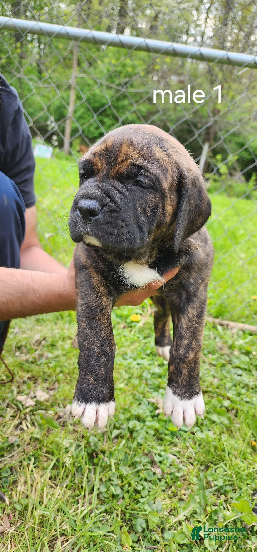 Mixed Breed dogs for sale: Mixed Breed Puppy 1 - Ad 1