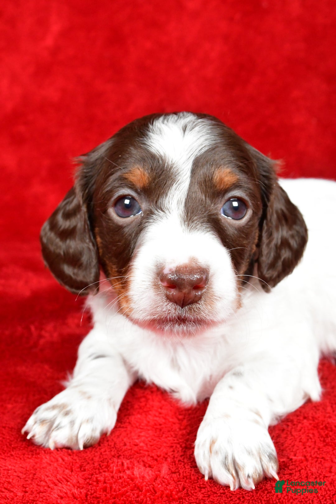 Miniature Dachshund dogs for sale: Clover - Ad 6