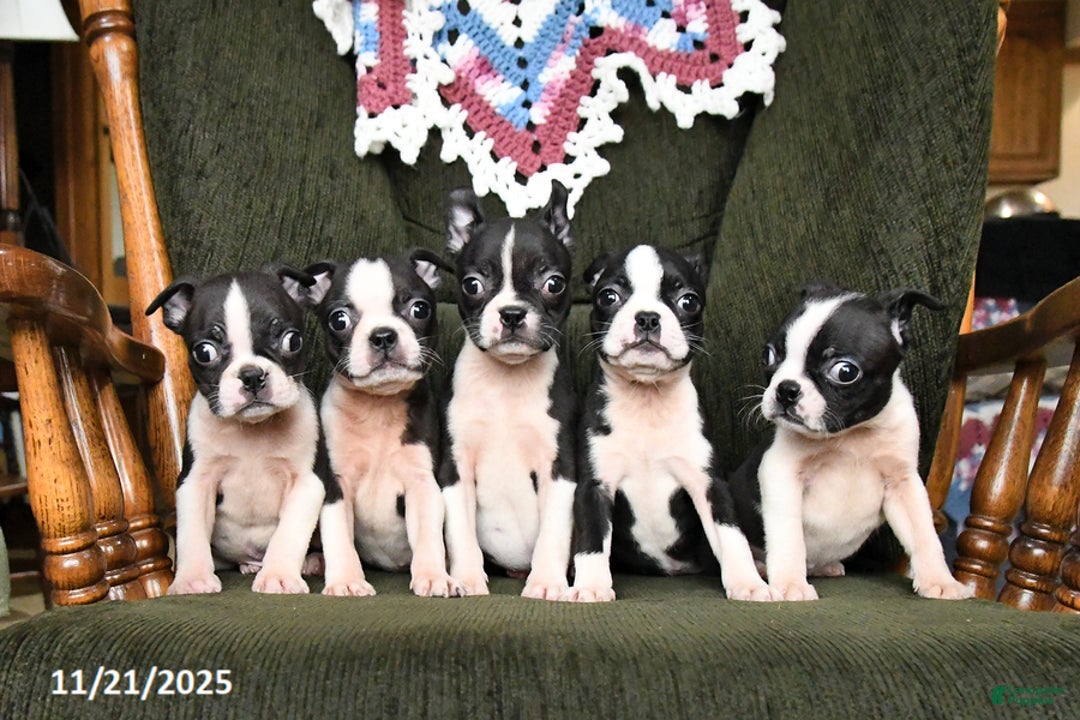 Boston Terrier dogs for sale: Roxie - Ad 10