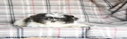 Shih Tzu dogs for sale: Wallace - Ad 9