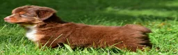 Miniature Australian Shepherd dogs for sale: Izzy - Ad 9