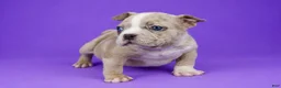 American Bully dogs for sale: Fawn Merle Female - Ad 5