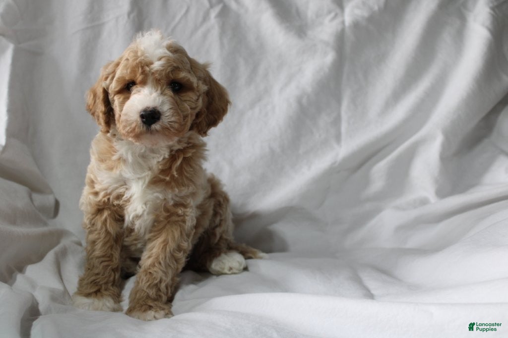 Mixed Breed dogs CavaPooChon male - JUMBLES - Ad 2