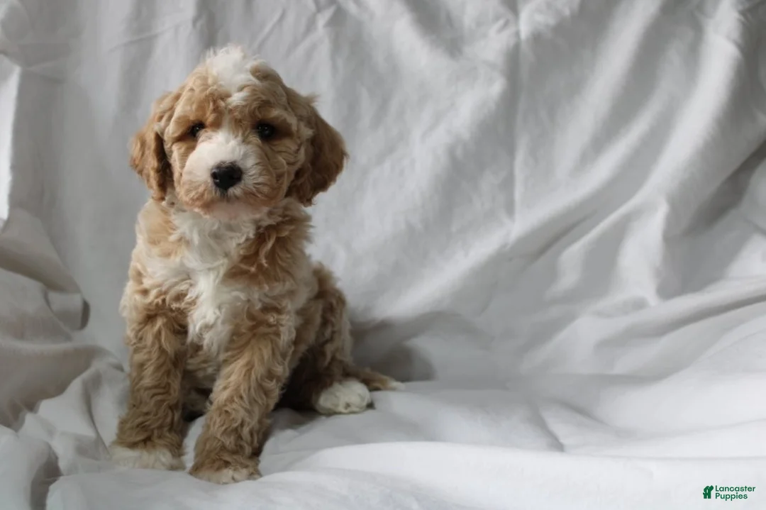 Mixed Breed dogs for sale: CavaPooChon male - JUMBLES - Ad 2