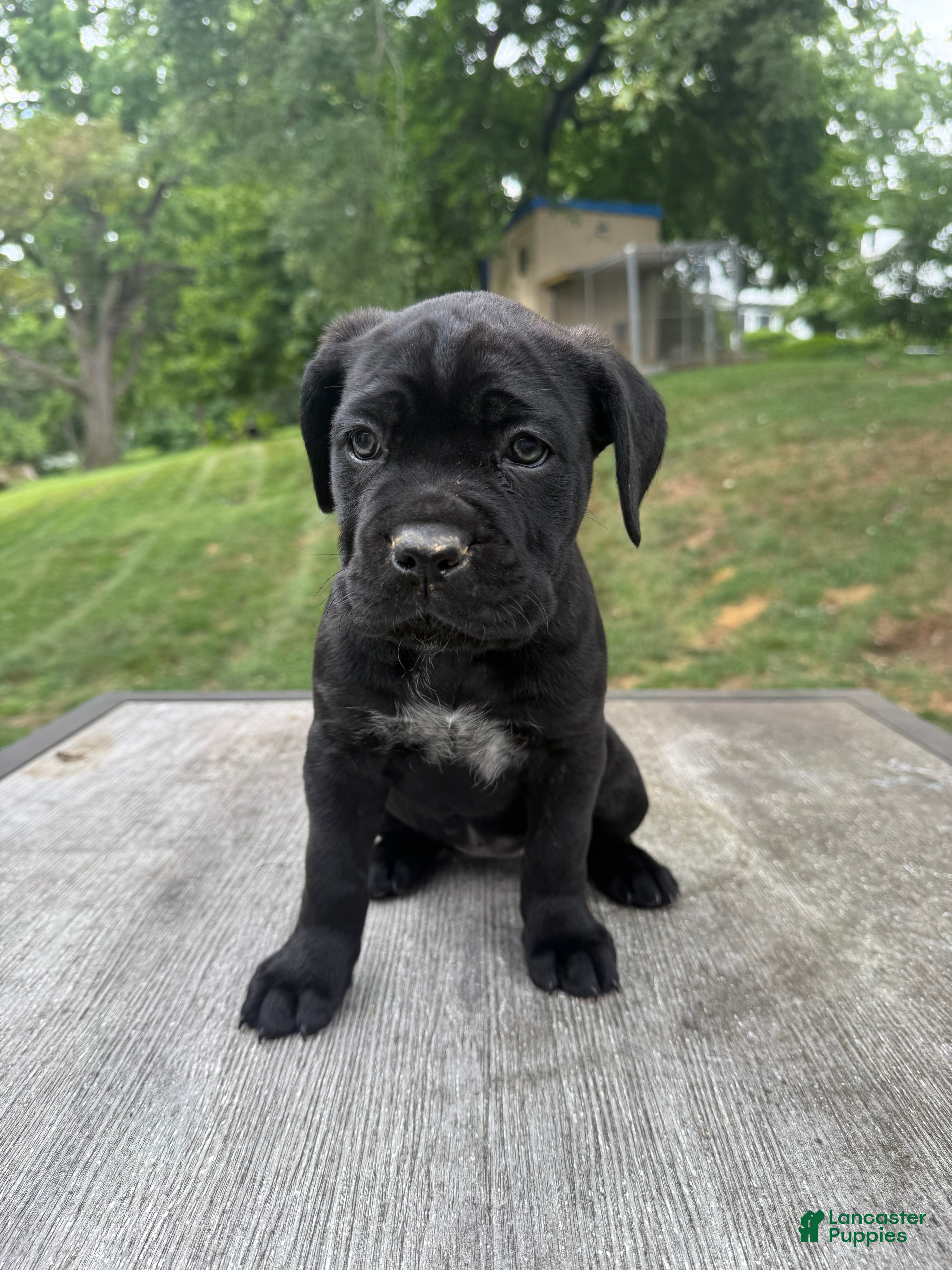 Cane Corso dogs Pink collar - Ad 1