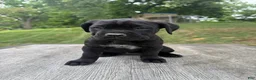 Cane Corso dogs for sale: Pink collar - Ad 1