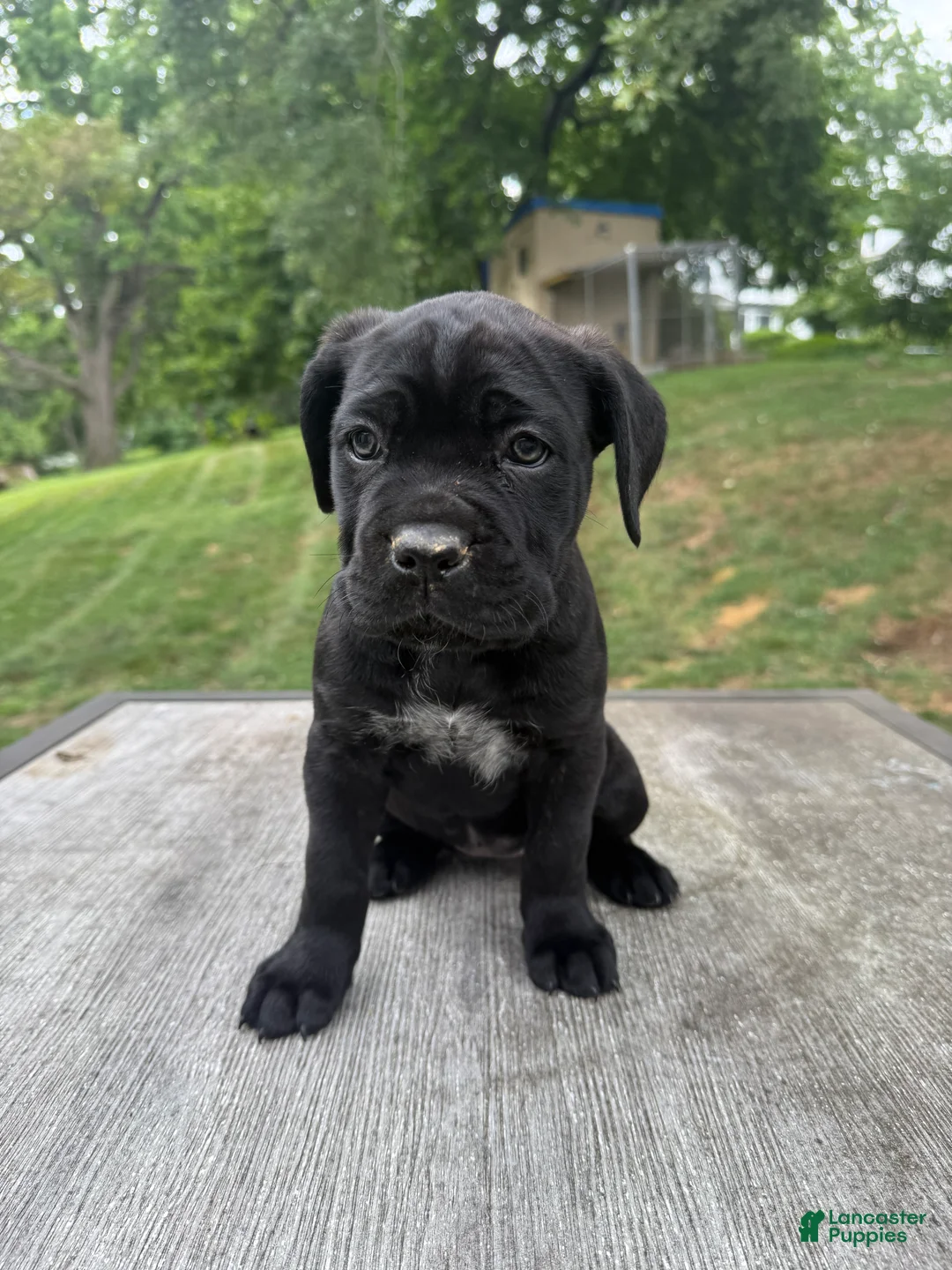 Cane Corso dogs for sale: Pink collar - Ad 1