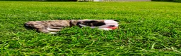 English Bulldog dogs for sale: Chloe  - Ad 5