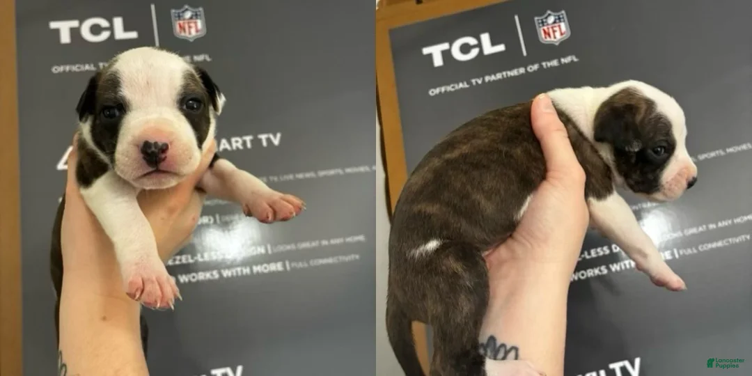 American Staffordshire Terrier dogs for sale: American Staffordshire Terrier 9 - Ad 2