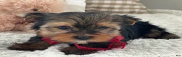 Yorkshire Terrier dogs for sale: Frisby - Ad 4