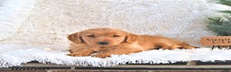 Golden Retriever dogs for sale: Sugar Cookie - Ad 4