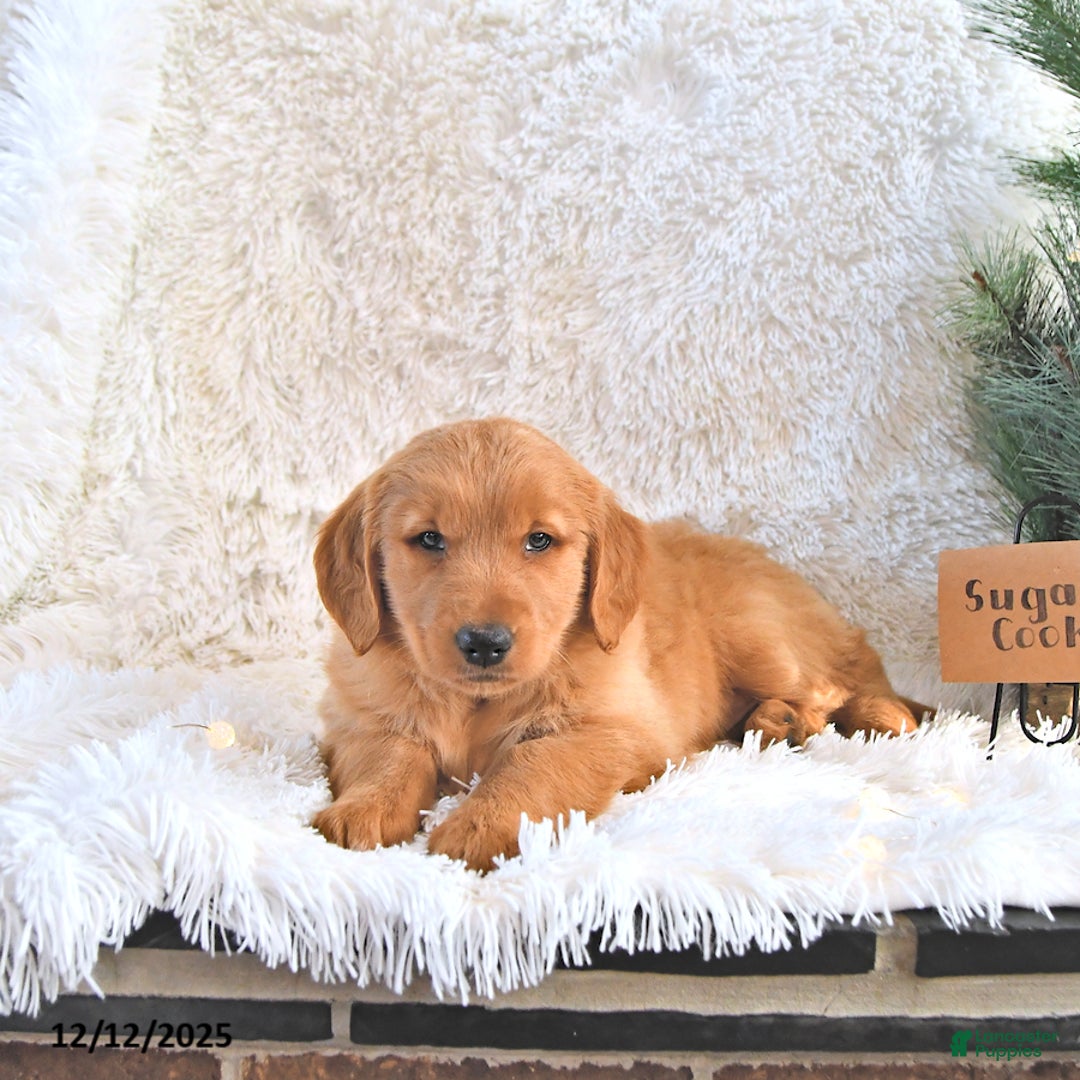 Golden Retriever dogs for sale: Sugar Cookie - Ad 4