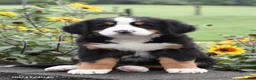 Bernese Mountain Dog dogs for sale: Missy - Ad 1