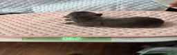Cane Corso dogs for sale: Cane Corso 3 Gray/Blue - Ad 1