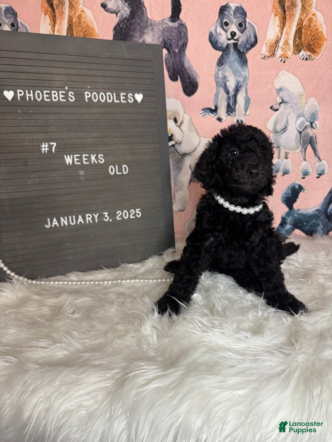 Standard Poodle dogs for sale: Standard Poodle Puppy 5 - Ad 6