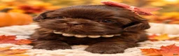 Shih Tzu dogs for sale: Deloris  - Ad 3