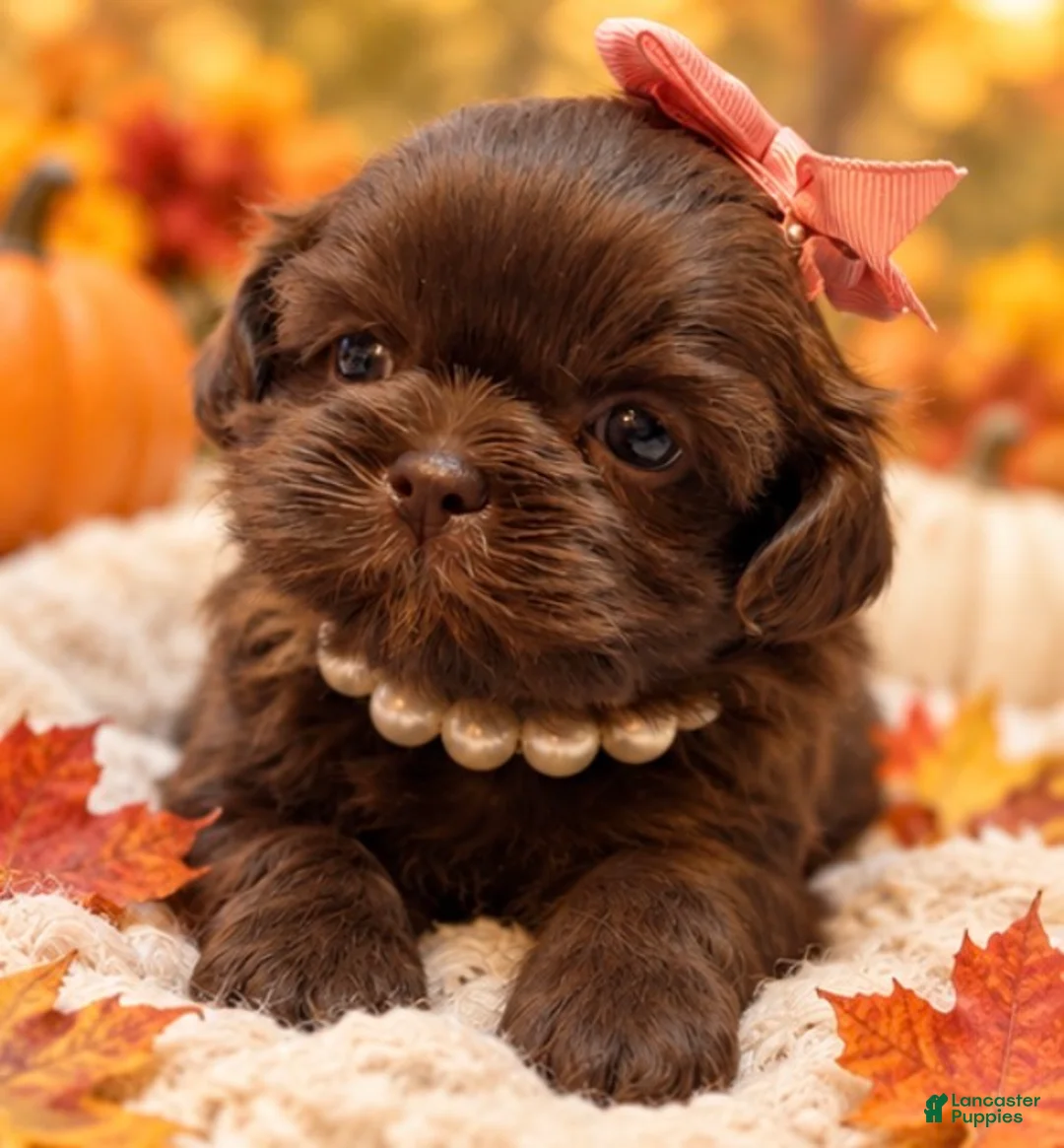Shih Tzu dogs for sale: Deloris  - Ad 3