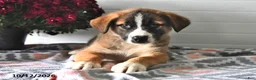 Mixed Breed dogs for sale: Smokey - Ad 4