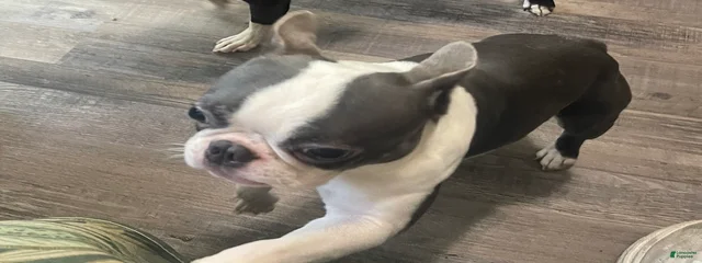 Sinatra