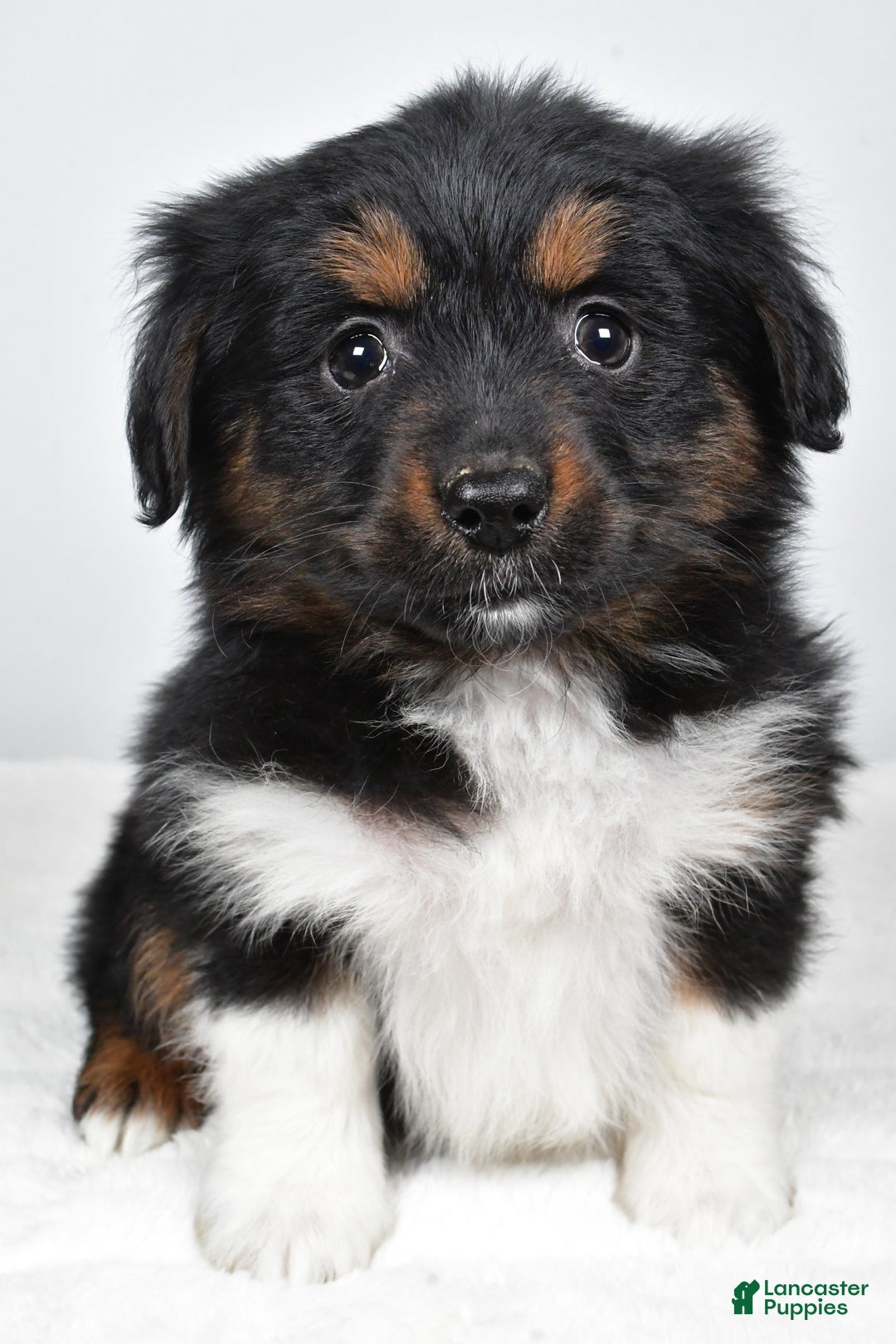 Miniature Australian Shepherd dogs for sale: Randal - Ad 2