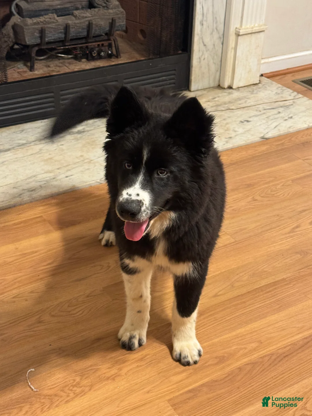 Siberian Husky dogs for sale: Honey - Ad 1