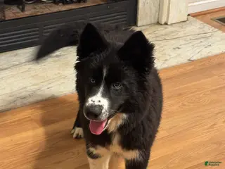 Siberian Husky dogs for sale: Honey - Ad 2