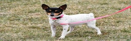 Toy Fox Terrier dogs for sale: Lexi - Ad 13