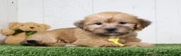 Shorkie dogs for sale: Tyler - Ad 2