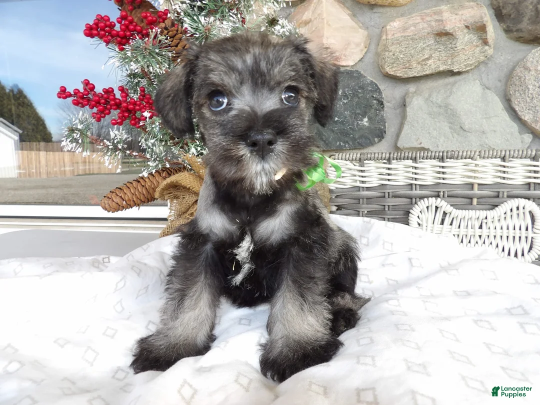 Gallery Image {{count}}